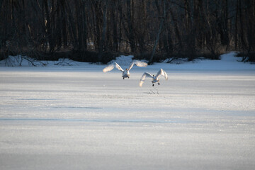 Trumpeter Swans