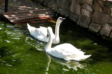 Two white swans float in a pond in the park.  Love birds.