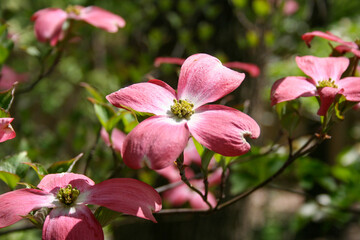 Fototapeta na wymiar Pink Dogwood blossom