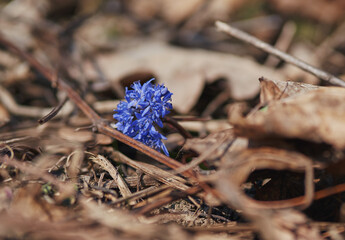 Small purple flowers of wild lily. Spring in the forest.