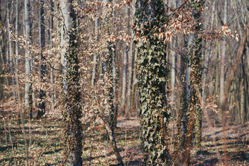 Beech forest in spring. I am withered on the branches. Kiev botanical site.