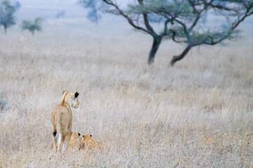 Lioness with cubs. Serengeti National Park, Tanzania, Africa