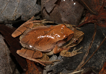 Fototapeta premium Mating Spring Peeper (Pseudacris crucifer) frogs, with a male clinging to the back of a female in a behavior known as amplexus. 