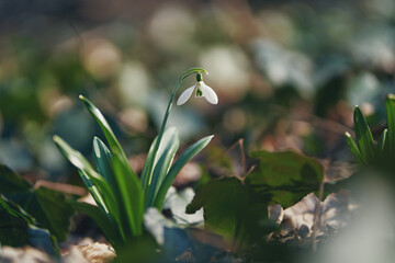 Blooming snowdrops. Kiev Botanical Garden. Spring.