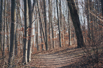 Beech forest in spring. I am withered on the branches. Kiev botanical site.