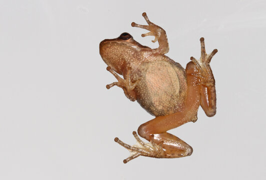 Underside of a female spring peeper (Pseudacris crucifer) clinging to a pane of glass with its adhesive toepads. 