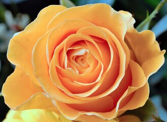 Cropped Yellow Rose in Full Bloom - stock photo.jpg