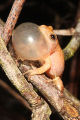 Spring peeper frog clinging to a few small branches as he calls for a mate. 