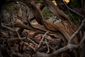 Tangle of Dry Branches In Desert