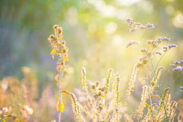 closeup prairie grass in light of sun