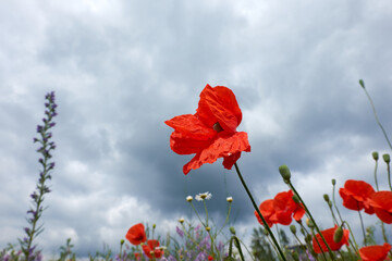 Fototapeta premium Red puppy flowers in windy day