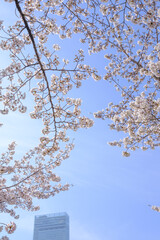 春爛漫。桜が満開となる。都会の中の桜。