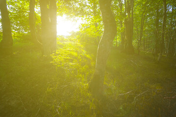 green forest glade in light of sparkle sun, beautiful outdoor countryside background