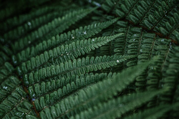 Green forest plants