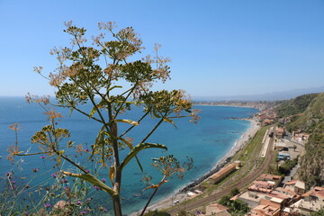 Fototapeta na wymiar Foeniculum vulgare on the Mediterranean Sea, Italy