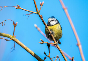 Bluetit perched on a branch, facing the camera