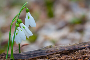 closeup white snowdrop in a forest, natural background