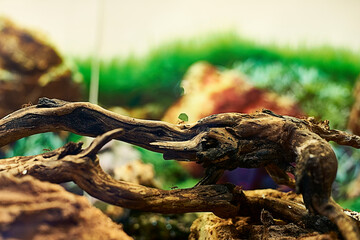 Ant carrying a leaf on a wooden trunk