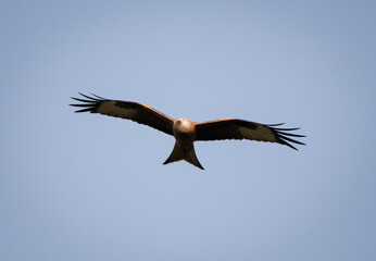 Red Kite in flight, looking slightly upwards.