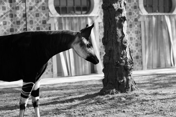 okapi in the zoo 