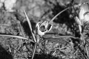 bumblebee in a flower 