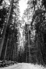 winter forest in the snow