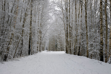 snow covered trees
