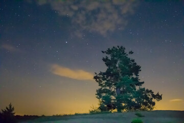 closeup alone pine tree under night starry sky