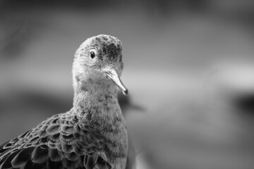 close up of a redshank