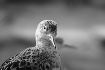 redshank on a rock