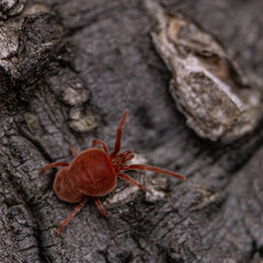 A macro photo of Tetranychus Urticae (red Spider Mite) in the wilderness, on a tree log background .