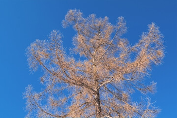 Larch crown in winter against the background of a clear blue sky.