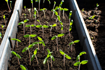 Young sprouts of tomatoes growing in pots on a windowsill in spring.