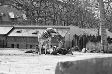 giraf in the zoo