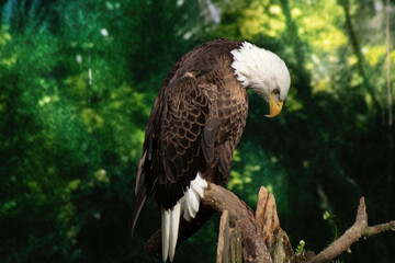 Bald eagle
