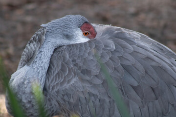 Sandhill crane