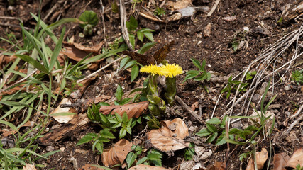 Ein Schmetterling (C-Falter), der auf einer gelben Blume von Huflattich (Tussilago Farfara) ruht nach seinem Pollen sucht