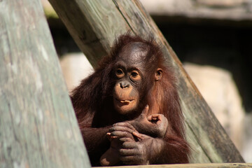 Baby orangutan