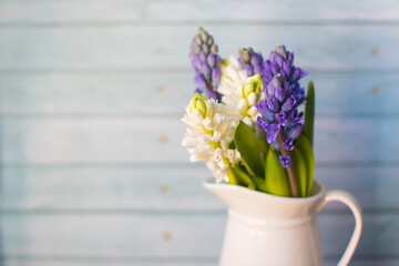  blue and white hyacinths, the first blooms of spring, in a white vase on a blue wooden background with copy space perfect for seasonal greetings