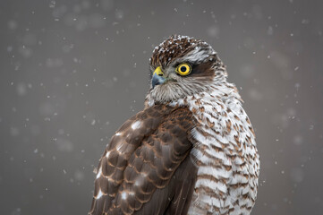 Sparrowhawk close up ( accipiter nisus ) - female