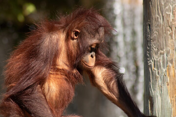 Baby orangutan