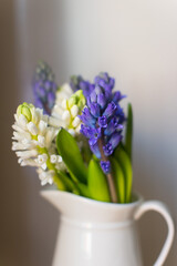  blue and white hyacinths, the first blooms of spring, in a white vase on a neutral background  - 423441083