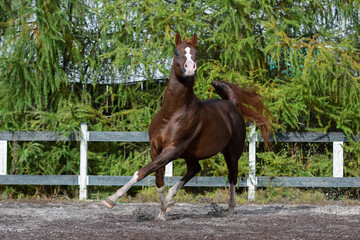 Beautiful chestnut horse running in paddock on the sand background
