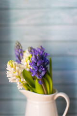  blue and white hyacinths, the first blooms of spring, in a white vase on a blue wooden background with copy space perfect for seasonal greetings - 423441260