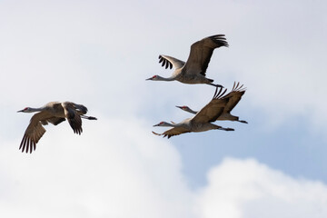 Colorado and hill cranes 