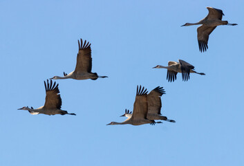 Colorado and hill cranes 