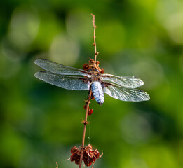 dragonfly on a branch