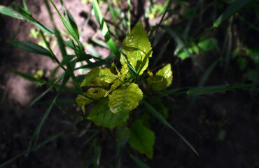 young tree sprout