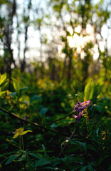 the light of the sun through the foliage