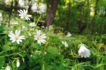 white small forest flowers